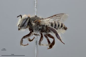 Media type: image;   Entomology 785736 Aspect: habitus lateral view
